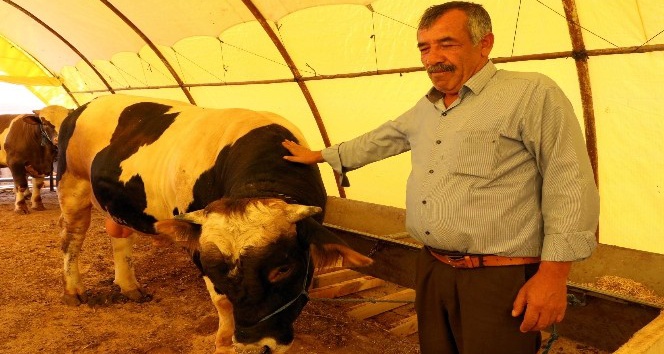 Yozgat’ta araba fiyatına kurbanlık boğa alıcısını bekliyor