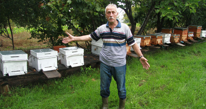 Metrekareye 70 kilogram yağış düştü, binlerce arı telef oldu
