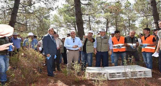 Sinop’ta 3 bin adet sülün doğaya salındı