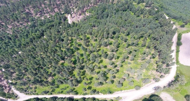 Kastamonu ve Sinop ormanları gençleşiyor