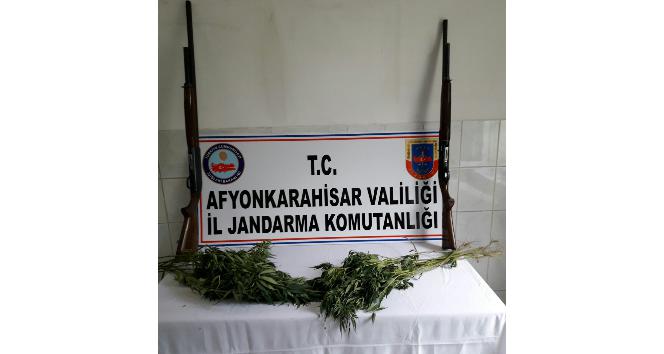 Jandarma 75 kök keneviri ile ruhsatsız av tüfekleri ele geçirdi