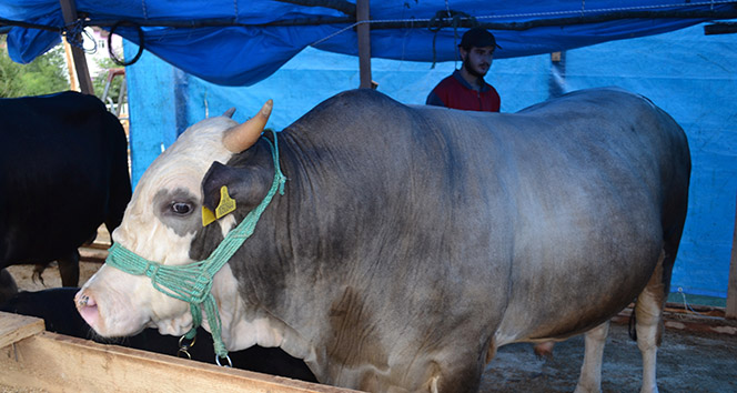 2 ton fındığa kurbanlık boğa