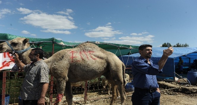 700 kiloluk kurbanlık deve alıcısını bekliyor