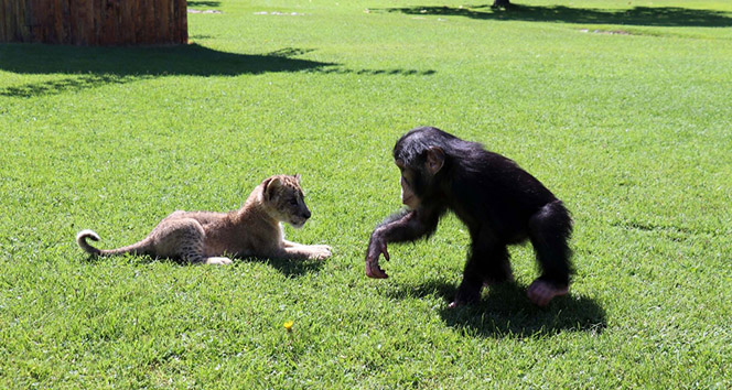 Şempanze Can’a ’aslan’ arkadaş