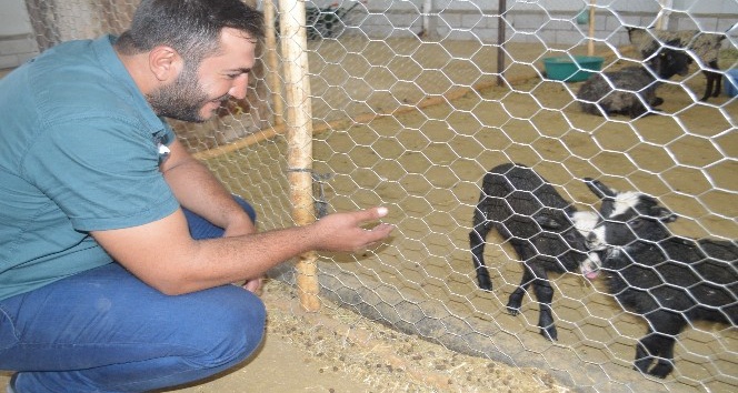 Mardin’de ithal koyun çiftliği açıldı