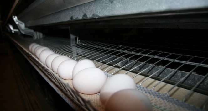 Okulların açılması ile yumurta fiyatlarının artması bekleniyor
