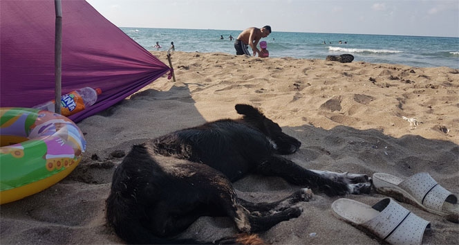 Zekası ile dikkat çeken sahipsiz köpek plajın maskotu oldu