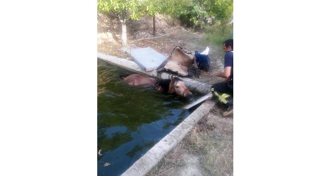 Havuza düşen atı itfaiye iş makinesiyle kurtardı