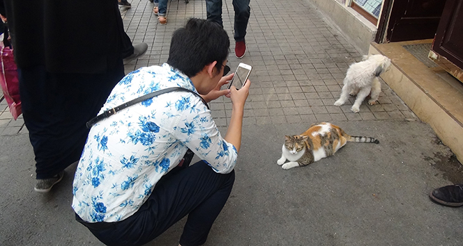 Taksim’de kedi ve köpeğin dostluğu görenleri şaşırttı
