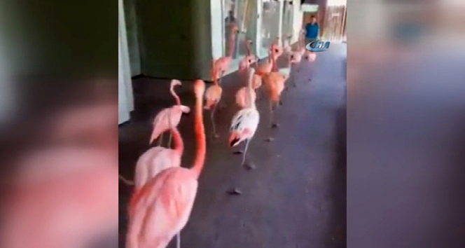 Tampa’da flamingolar tahliye edildi