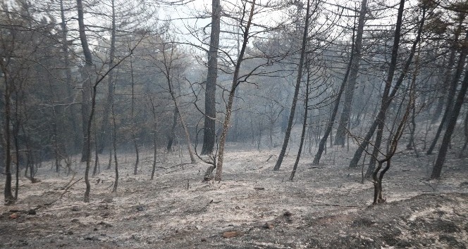 Sakarya’da orman yangını kısmen kontrol altına alındı