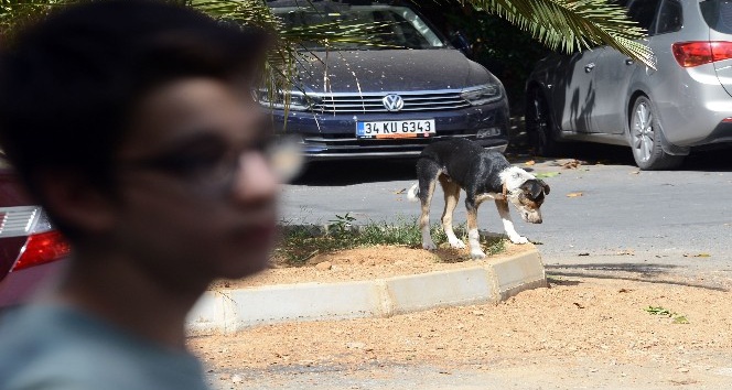 (Özel haber) Sarıyer’de saldırgan sokak köpekleri yüzünden mahalleli dışarı çıkamıyor