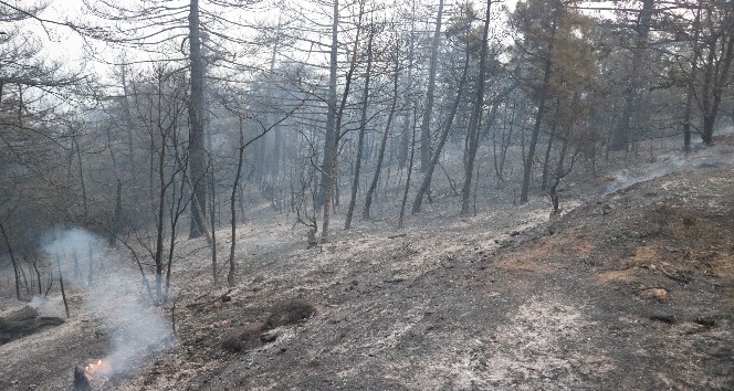 Orman yangınında 25 hektar alan kül oldu