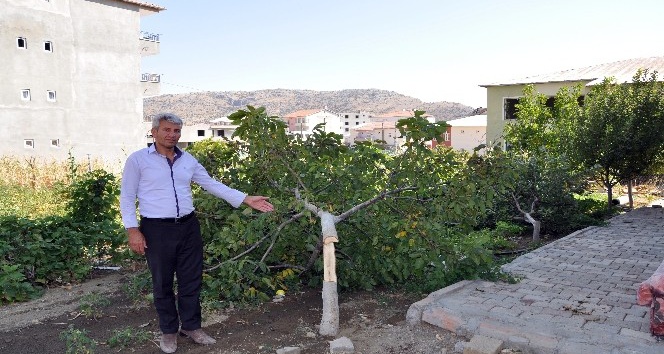 Sincik’te 27 meyve ağacı gövdelerinden kesildi