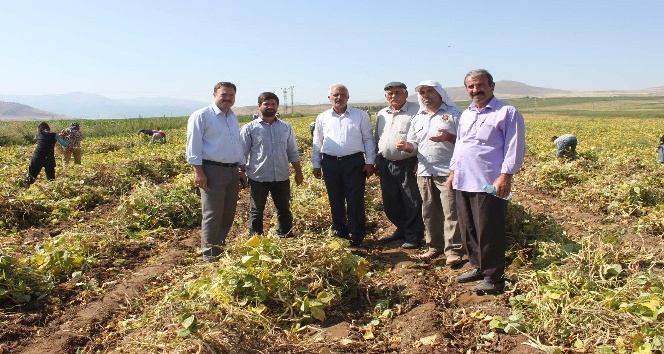 Bitlis, fasulye üretiminde artık söz sahibi