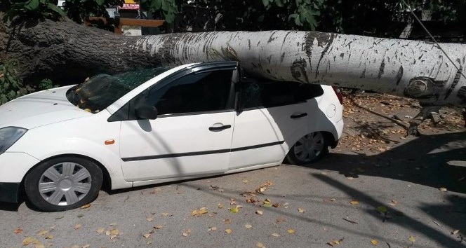 Ağaç otomobilin üzerine devrildi