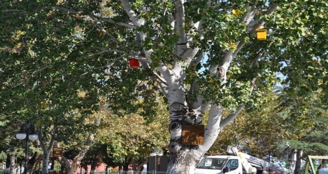 Karabiga Belediyesi ağaçlara kuş evleri koydu