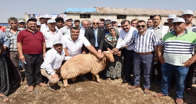 İmamoğlu ve Aladağ’a damızlık koç desteği