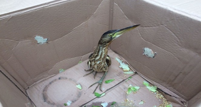 Konya’da otomobilinin kaportasında Hint Gölet Balıkçıl kuş bulundu