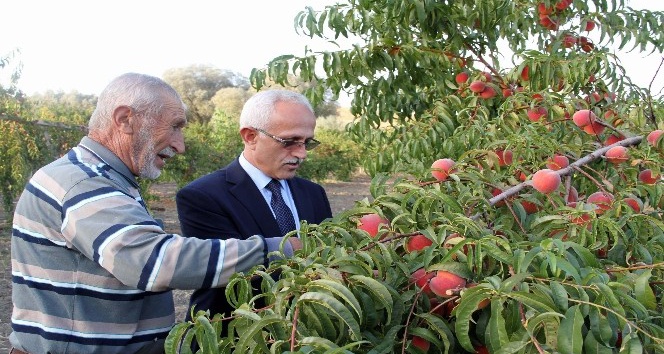 Yozgat’ta meyve bahçeleri 25 bin dekara ulaştı