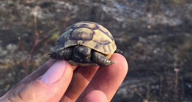 Yavru kaplumbağayı yanmaktan son anda kurtardılar