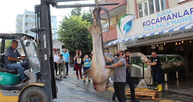 Marmara&#039;dan 2 köpek balığı çıktı