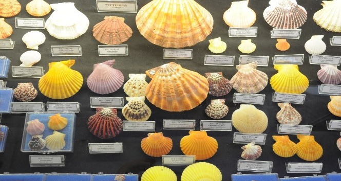Hasan Güleşçi koleksiyonunu Bodrum Deniz Müzesi’ne bağışladı