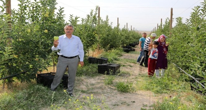 Ömer Halisdemir Üniversitesi elma hasadına başladı