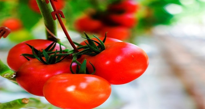 Ruslar domates yasağının kaldırılmasını Türklerden daha çok istiyor
