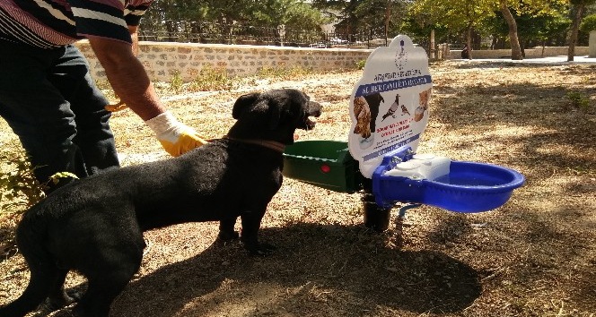 Akşehir Belediyesinden sokak hayvanları için su ve mama kapları