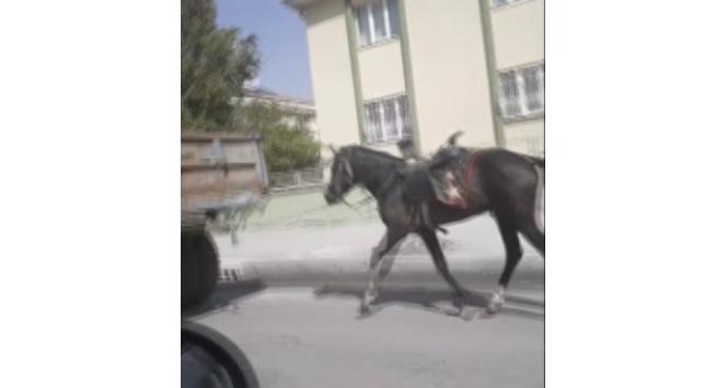 Vicdansız sürücü römorkun arkasına bağladığı atı kilometrelerce koşturdu