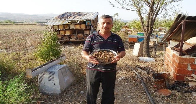 Hisarcık’ta ilk defa ’arı ekmeği’ üretildi