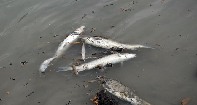Alaplı’da derede balık ölümleri tedirgin etti