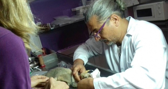 Yaralı köpeğe Niksar Belediyesi sahip çıktı