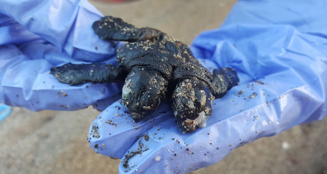 Çift başlı yavru deniz kaplumbağası görenleri şaşırttı