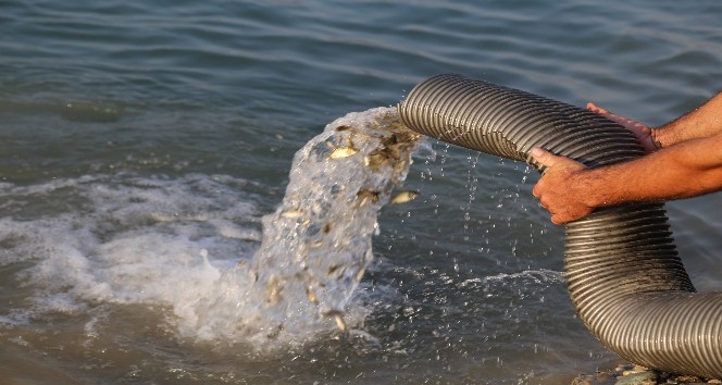 Barajlara 770 bin sazan balığı bırakıldı