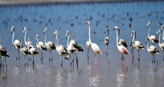 (Özel Haber) Flamingolar Arin Gölünde ilk defa yoğun şekilde görüntülendi