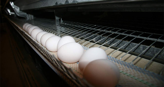 &#039;Ekonomik ambargo uygulanması yumurta ihracatını etkilemez&#039;