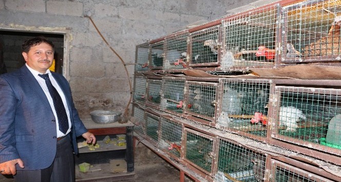 Süs tavukları Trabzon’da podyuma çıkacak