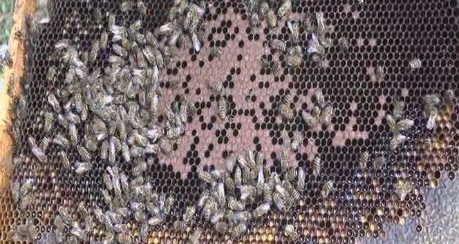 Arıcılar arılarını kışa hazırlamaya başladı