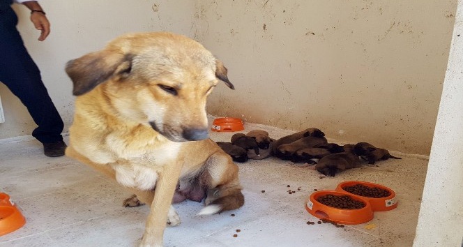 Anne köpek ve 10 yavrusu koruma altına alındı