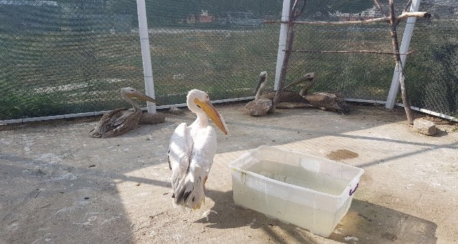 (Özel Haber) Travma yaşayan ve birinin ayağı kırık olan 3 pelikanın tedavisi sürüyor