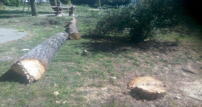 Siirt Üniversitesinde ağaçların kesilmesine tepki
