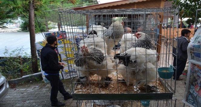 Trabzon’da asgari ücretin 20 katına tavuk ve horoz satıldı