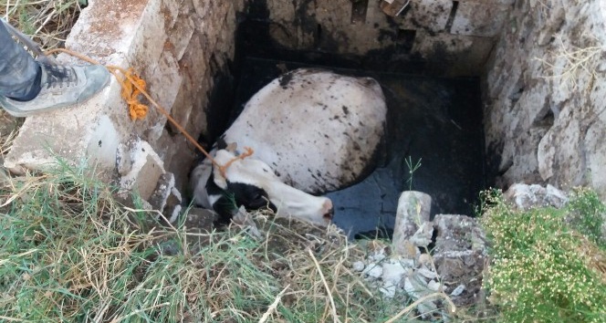Foseptik çukurunda inek kurtarma operasyonu
