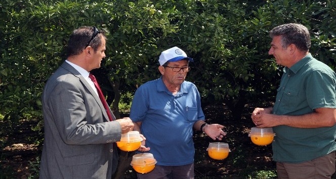 Akdeniz Meyve Sineği İle Mücadele çalışmaları devam ediyor