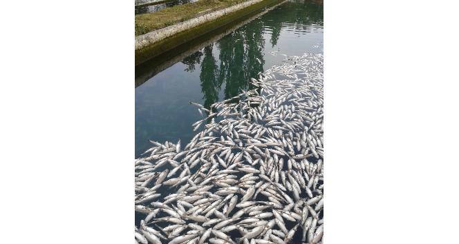 Denizli’de 10 bin balık telef oldu