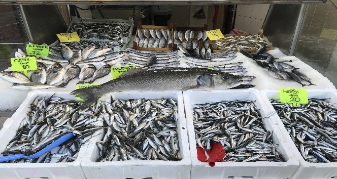 Karadeniz’de balıkçı ağlarına levrek balığı takıldı