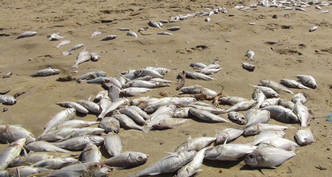 Yüzlerce balık karaya vurdu