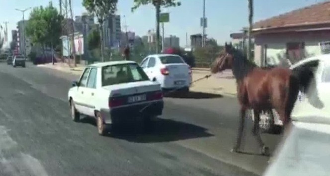 Otomobilin arkasına bağlanan at görenleri şaşırttı